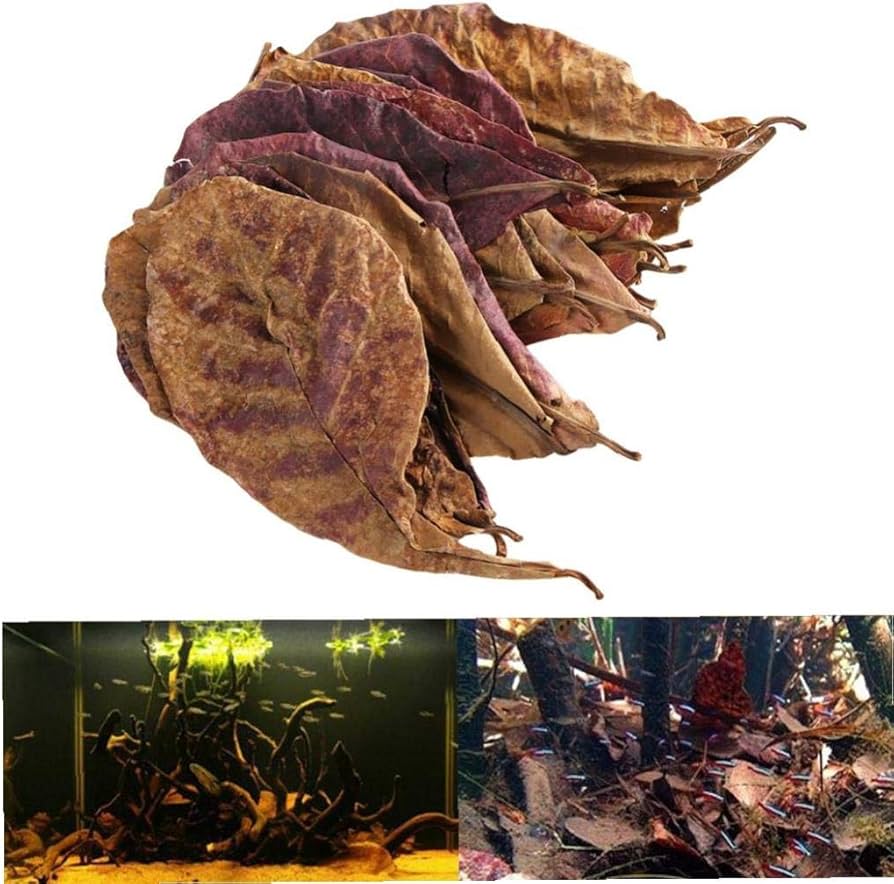 Amazon | マジックリーフ モモタマナ 水質改善 ドクターリーフ ベタ