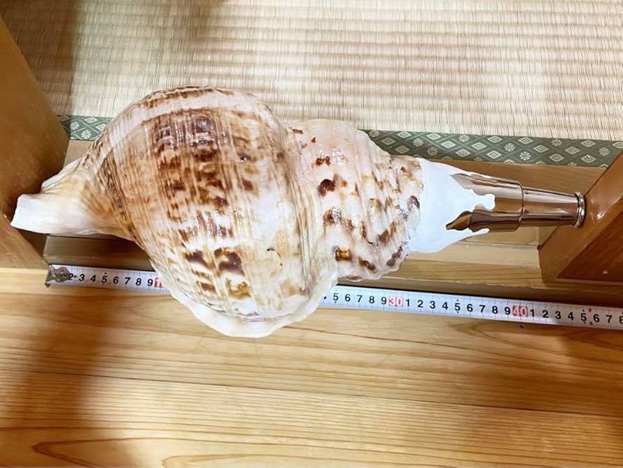 大型37㎝修験道法螺貝 密教 魔除け 山伏 熊よけ ほら貝 ホラガイ 修験