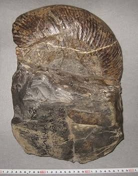 Amazon | 日本の化石 北海道夕張市大夕張のアンモナイトプゾシア 約