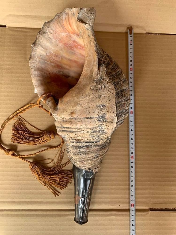 修験道法螺貝山伏密教魔除け熊よけ❣️ほら貝ホラガイ