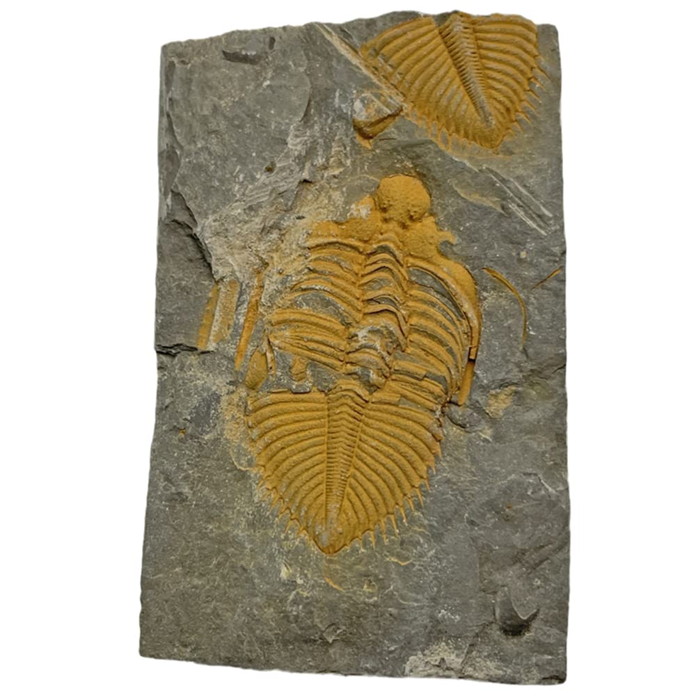 三葉虫化石Coronocephalus