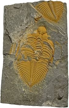 Amazon.co.jp: JIANEEXSQ 45000万年前 中国の運南産の本物の三葉虫化石