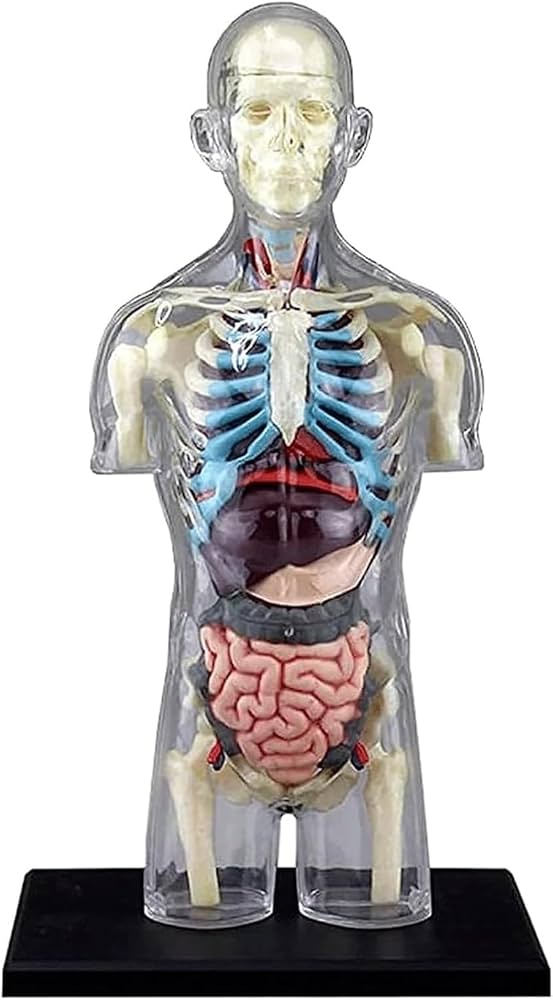 Amazon.co.jp: 人体解剖モデル 人間の透明な胴体モデル内臓モデル