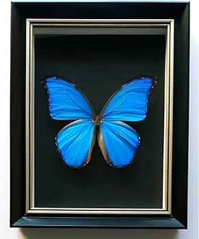 61yeRlWRSPL._AC_UF350,