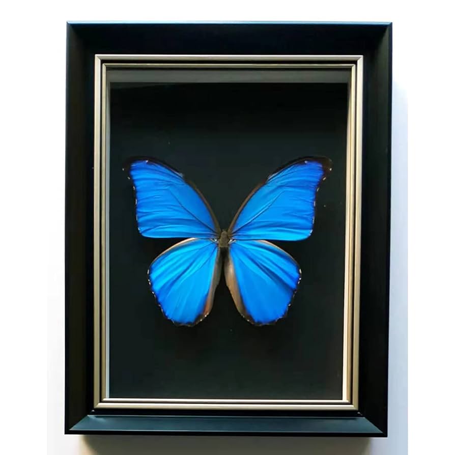 モルフォ蝶 絵画 a2bcd71f2095256a018a1915f5f9db