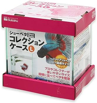 Amazon | 水作 ガラス 水槽 ショーベタ コレクションケース L サイズ