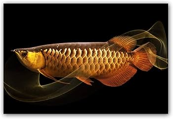 Amazon.co.jp: ゴールデンレッドアロワナ魚キャンバス壁アートパネル