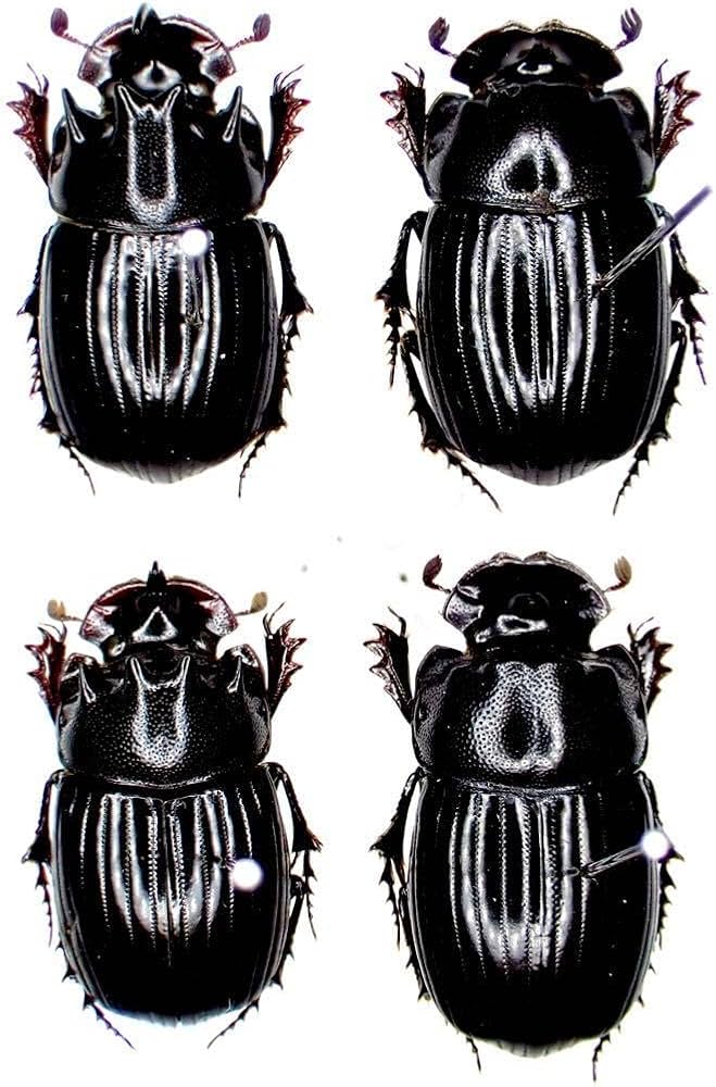 Amazon.co.jp: 昆虫標本 ゴホンダイコクコガネ標本2ペアセット