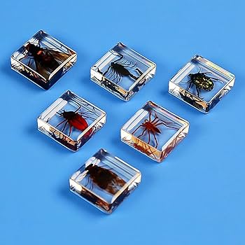 Amazon | 本物の昆虫樹脂標本、絶妙な動物標本ギフトセット