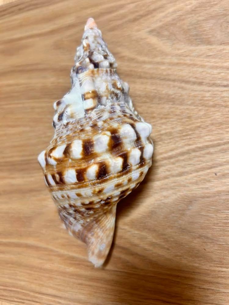日本海域☆法螺貝☆ホラ貝☆ホラガイ☆法器☆特大☆約