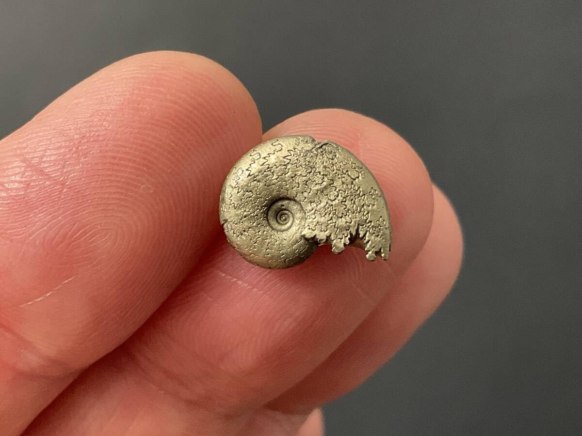 Amazon | アンモナイト化石[AM395]黄鉄鉱化アンモナイトパイライト 303