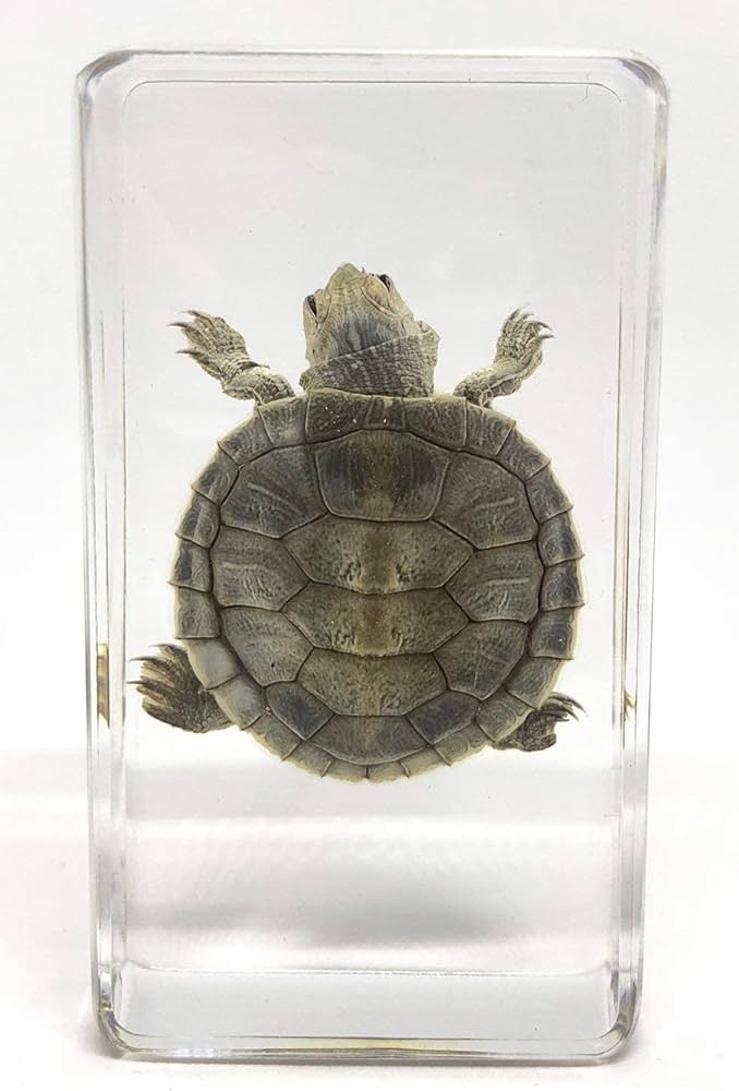 Amazon.co.jp: [透明標本制作所]樹脂封入 標本 カメ 亀/虫/実物/本物
