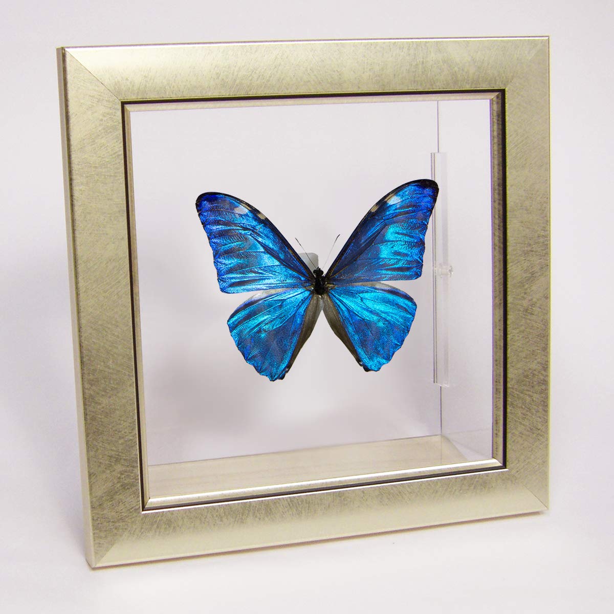 アドニスモルフォ 蝶 標本 エルアイエス社 【公式通販】