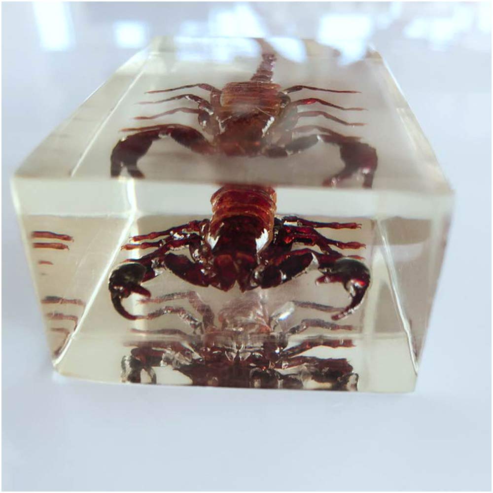 サソリ 標本 木製フレーム サソリ 標本 木製フレーム