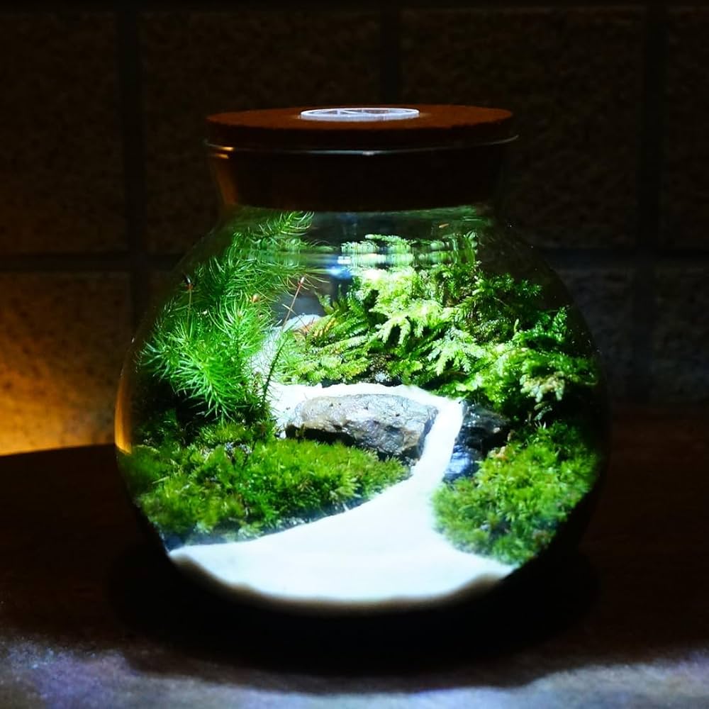 Amazon.co.jp: 【苔庵介る】 苔テラリウム 完成品 S LEDライト蓋付