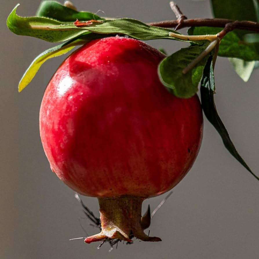 61G4wbINpUL._AC_UF894,