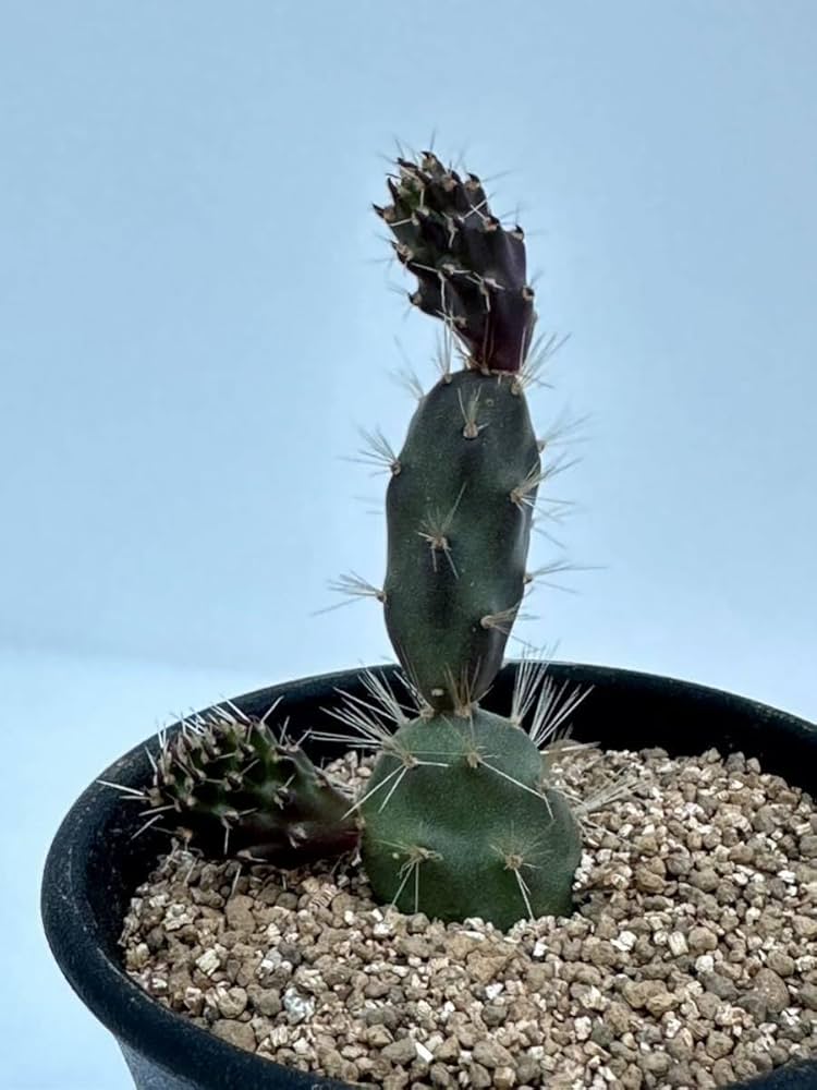 ヴェネチアン 花入 美品 ヴェネチアン 花入 美品 ヴェネチアン 花入