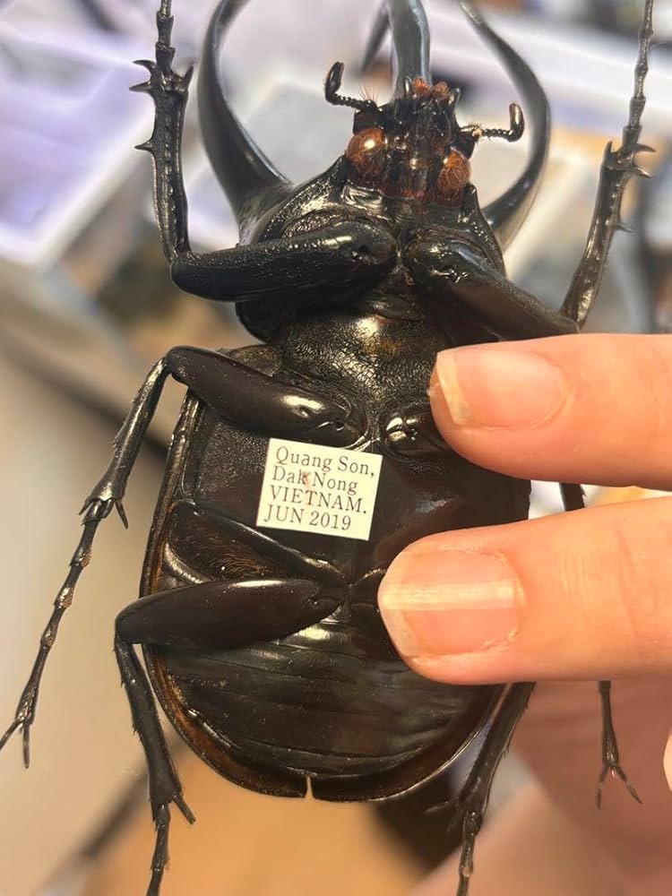 昆虫標本☆湾曲強い特大個体☆希少!!タイ産コーカサスオオカブト♂115ミリ