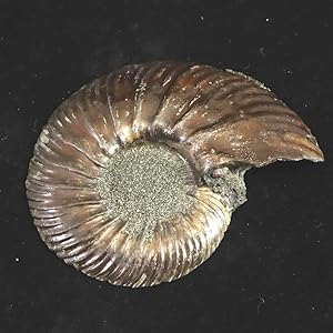 Amazon | ロシア産 アンモナイト パイライト 化石 70mm 36.9g 【榎本