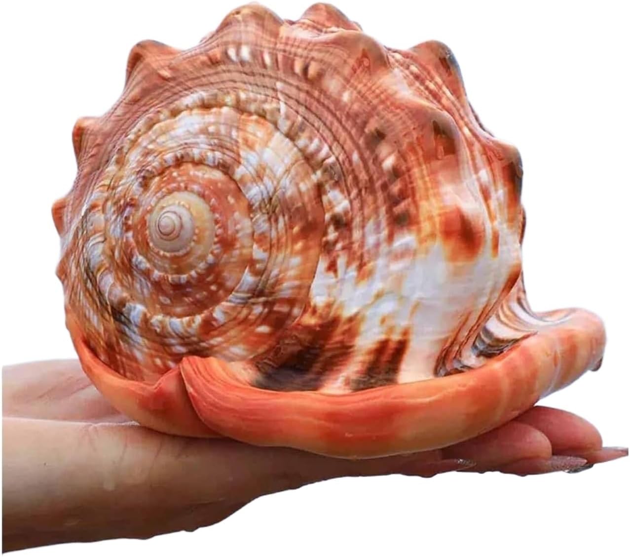 MRW-5976 特大赤系天然流木 自立流木 1点物 流木 アクアリウム MRW-6059