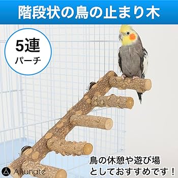 Amazon | Ailunate 鳥 止まり木 スタンド 天然木 インコ おもちゃ 台