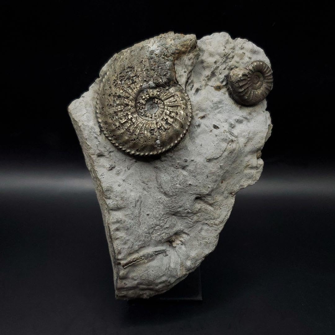 アンモナイト 本物 Amazon.co.jp: 母岩付き パイライト アンモナイト