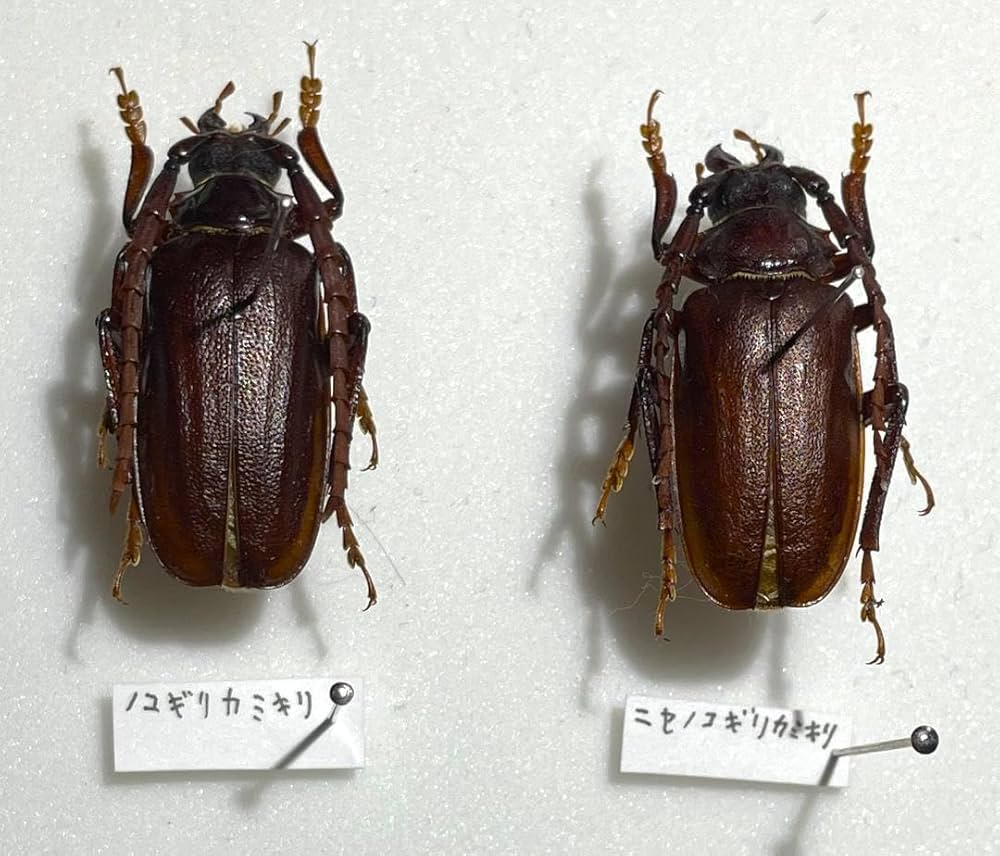 Amazon.co.jp: ノコギリカミキリ ニセノコギリカミキリ 標本 : ペット用品