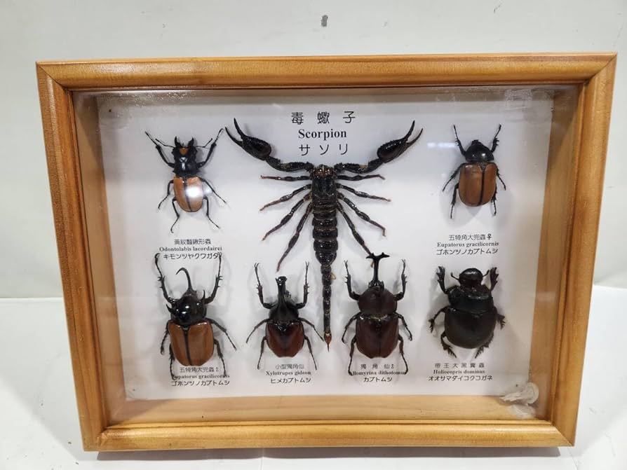 Amazon.co.jp: 昆虫標本 サソリ キモンツヤクワガタ ゴホンツノカブト
