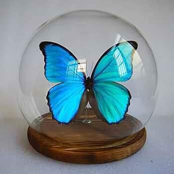 蝶 標本 Morpho didius Morpho didius - Wikipedia