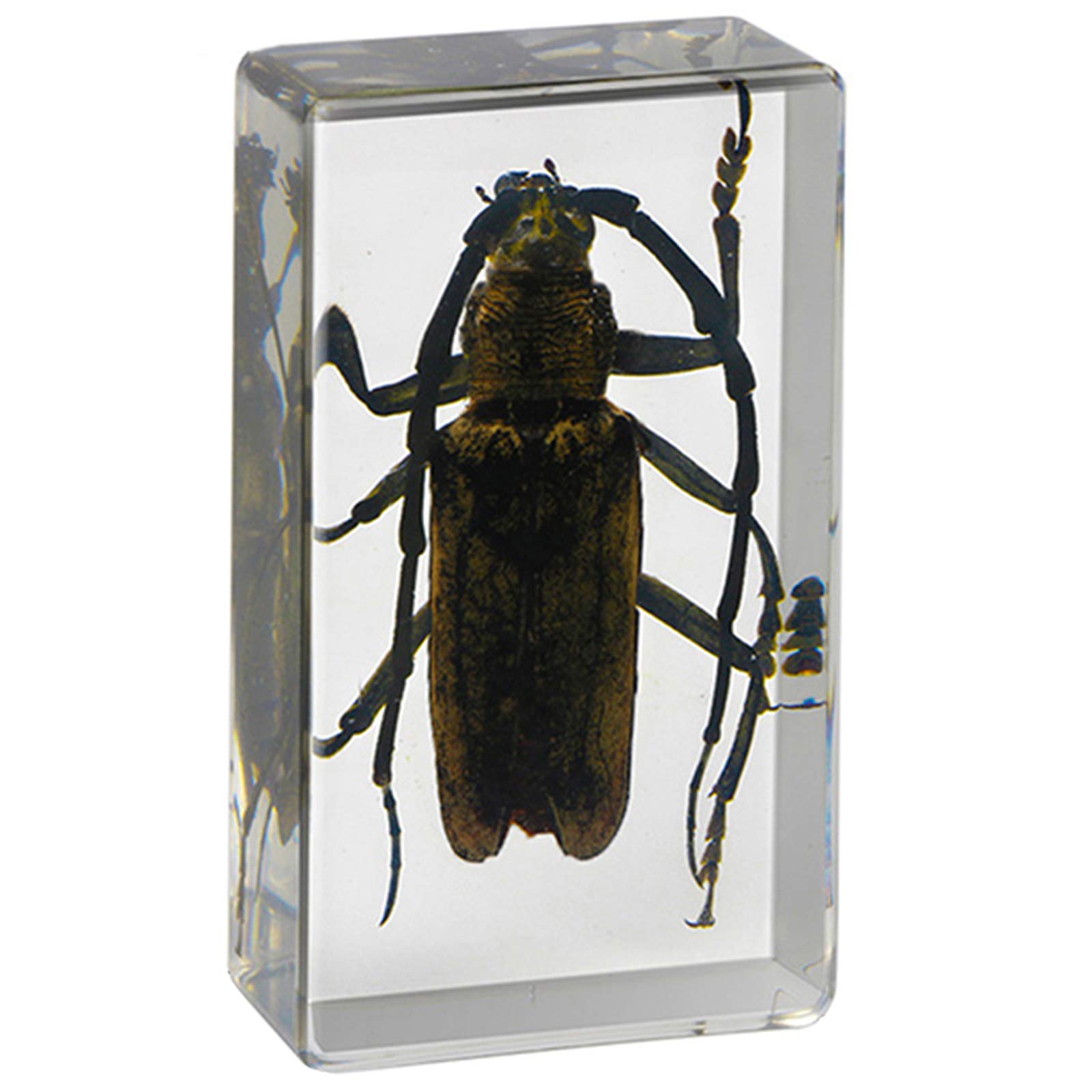 昆虫標本 カミキリムシ 60mm】カシクスオニノコギリカミキリ昆虫標本