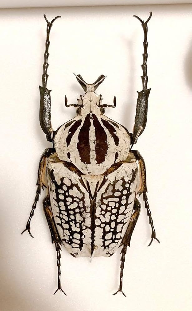 ピンク】カタモンゴライアスオオツノハナムグリ 78mm程♂標本甲虫昆虫