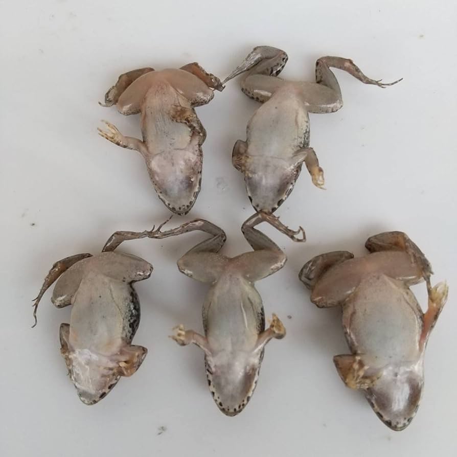 Amazon | 冷凍餌 10匹 餌用カエル ヌマガエル エサ用 急速冷凍 ヘビの