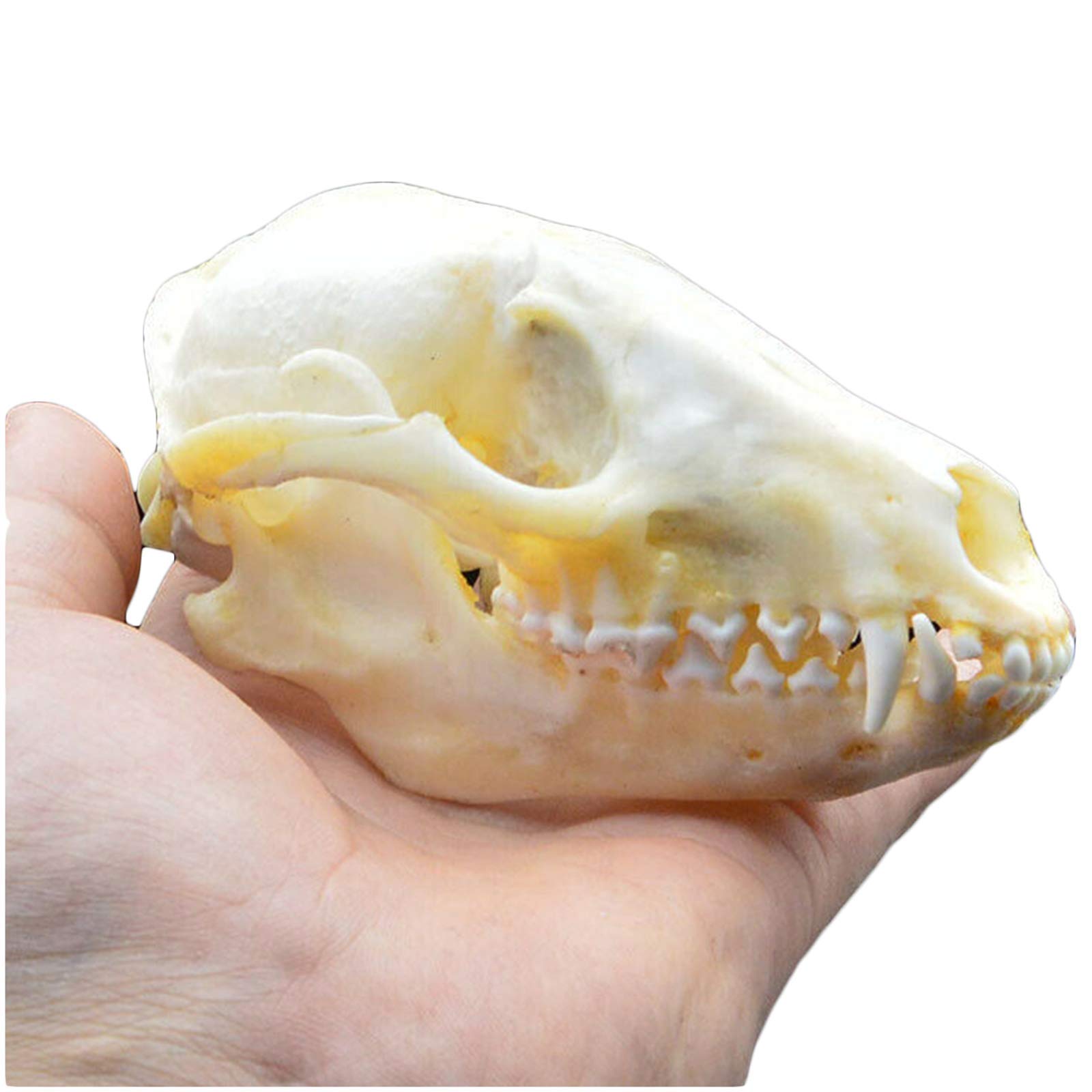 Amazon.co.jp: アライグマの頭蓋骨モデル - 本物のアライグマの頭蓋骨