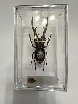 Amazon.co.jp: インペラトールホソアカクワガタ : おもちゃ