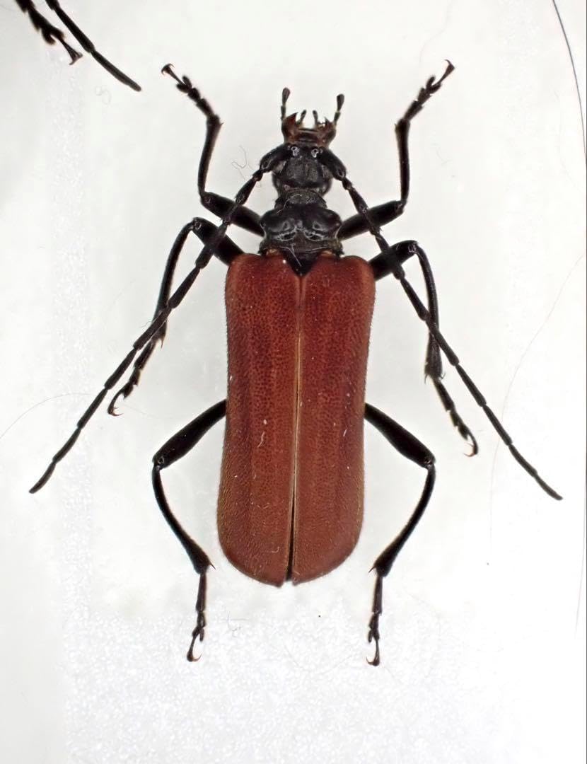 蝶標本　キマエラトリバネアゲハ　ペア 蝶標本 キマエラトリバネアゲハ ペア <0729z蝶標本> Amazon.co.jp: 蝶