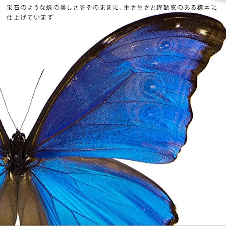 モルフォ蝶 標本 Morpho didius ディディウスモルフォ Amazon.co.jp