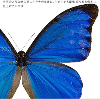 61Mb2T4H-yL._AC_UF350,