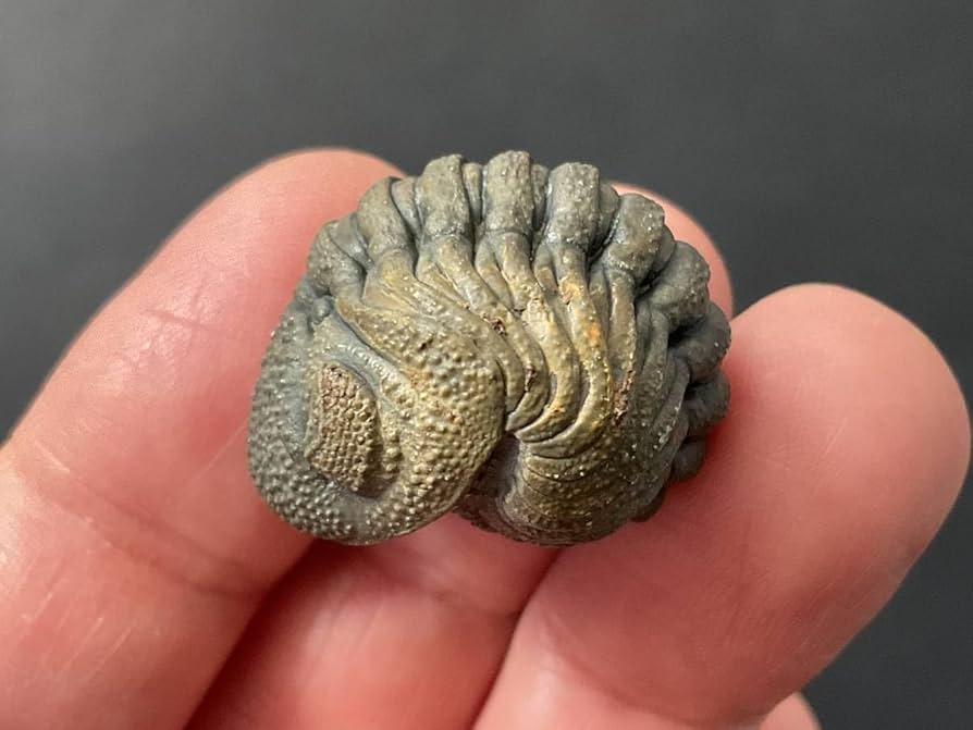 リードプス [PH101] 三葉虫 化石 ファコプス 【公式通販】