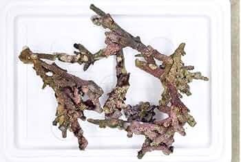 61NAPONffUL._AC_UF350,