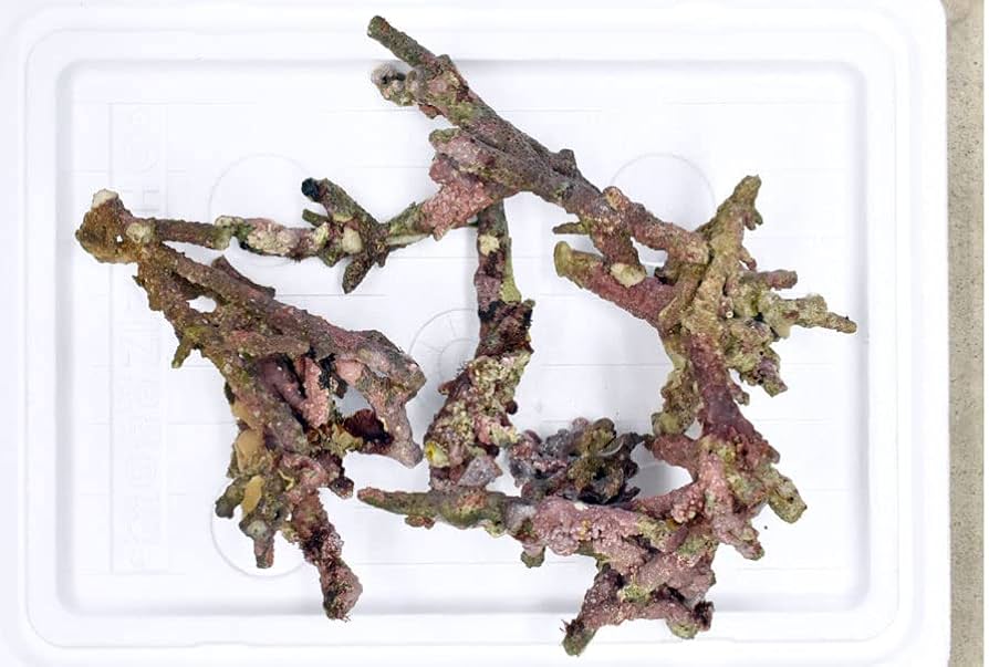 Amazon | 良質ライブロック 枝状Sサイズ 500g 量り売り 海水魚