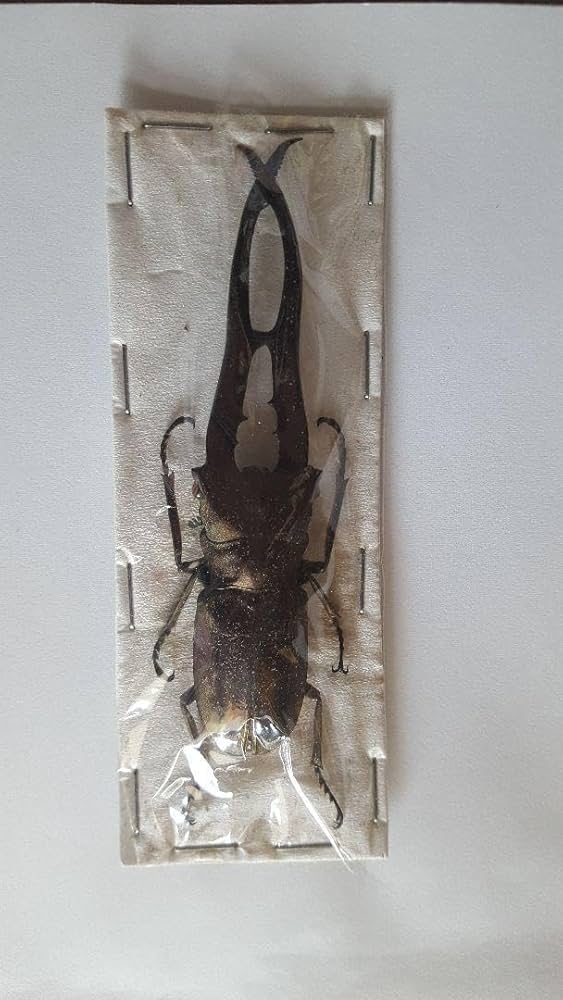 75mm】チリクワガタ メタリフェルホソアカクワガタ Wild 昆虫標本 75mm