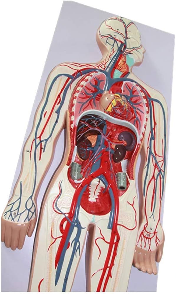 人体模型 循環系血管モデル 1/2サイズ 2パーツ 人体模型 循環系血管