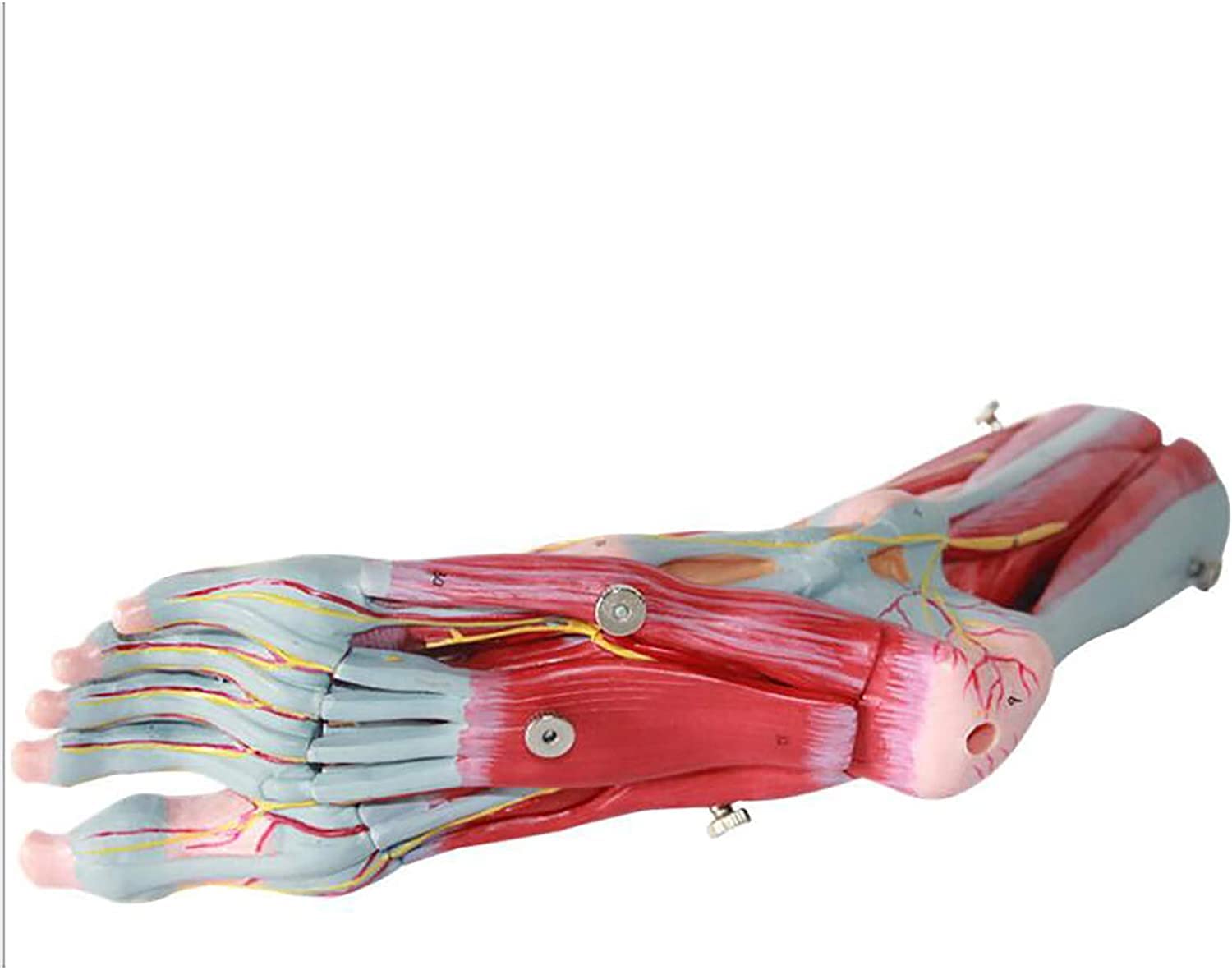 足 筋肉 模型 9分解 人体模型 足 筋肉 模型 9分解 人体模型 Amazon.co