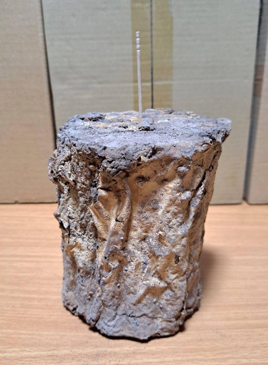 10本！ L×5本 M×5本 クヌギ 土埋め レイシ 霊芝 産卵材 柔らか