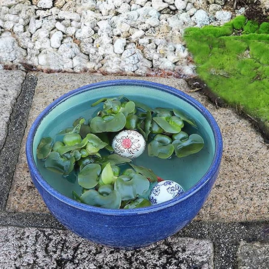 メダカ鉢 睡蓮鉢 金魚鉢 水槽 花器 定価の千円引き