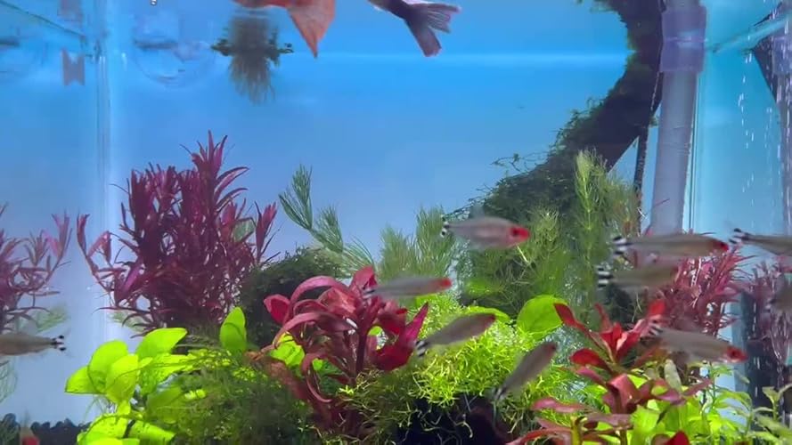 Amazon.co.jp: 水槽 WRGBバックライトスクリーン アクアリウム LED