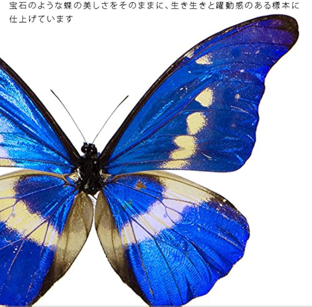 Amazon.co.jp: 蝶の標本 ヘレナモルフォ Morpho helena モルフォチョウ
