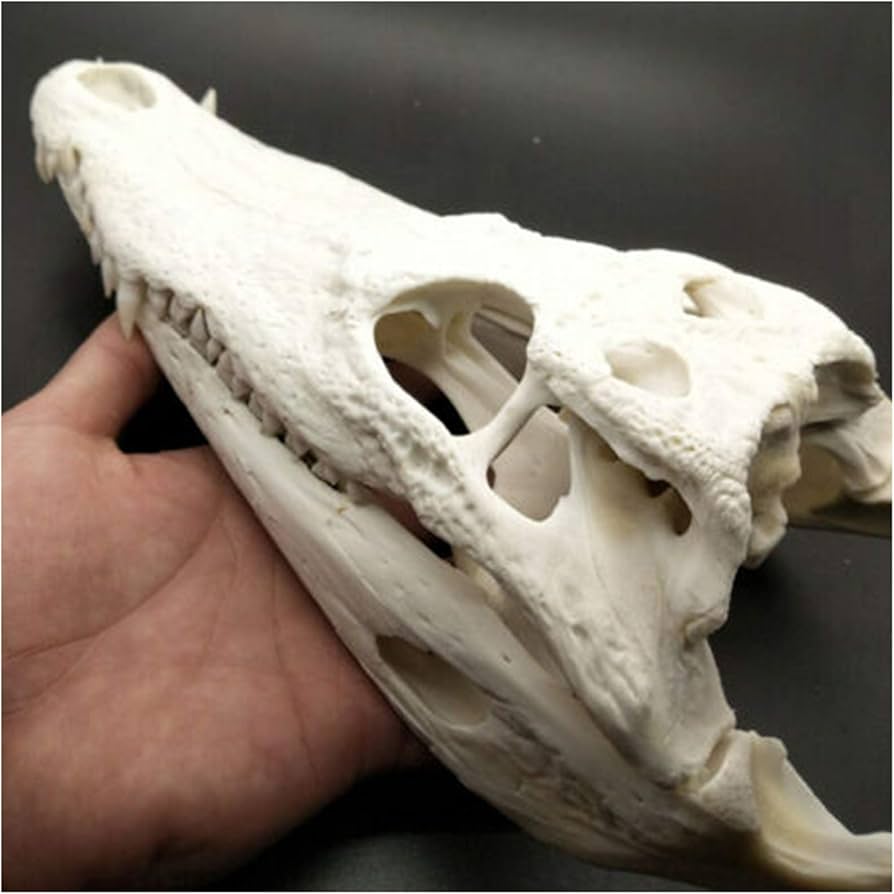 Amazon.co.jp: 本物のワニの頭蓋骨標本 - 動物の頭蓋骨モデル - 本物の