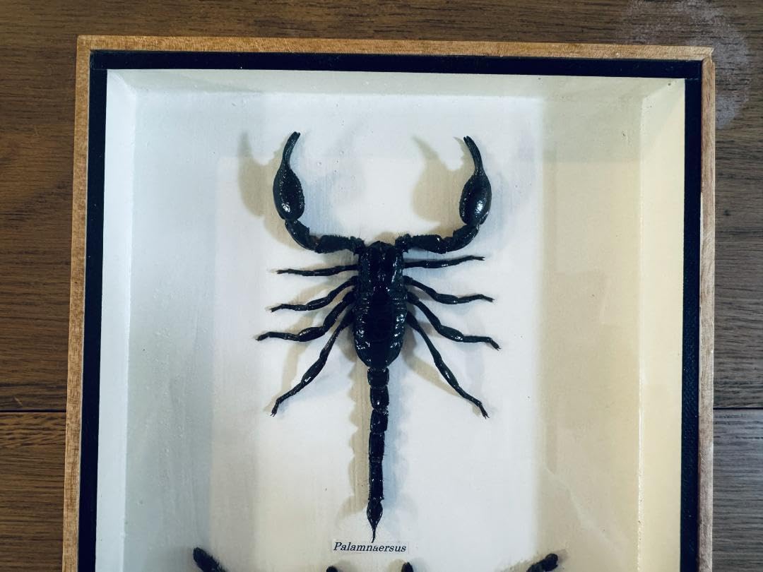 【珍標本】インドのゲジゲジ 奇蟲 昆虫 ムカデ人間サソリモドキタランチュラ 珍標本】インドのゲジゲジ 奇蟲 昆虫 ムカデ人間サソリモドキ