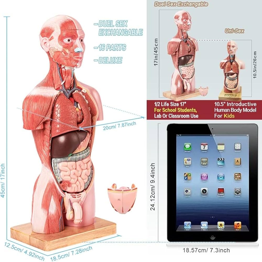 Amazon.co.jp: EVOTECH SCIENTIFIC 人体筋肉模型 豪華版 17パーツ分解